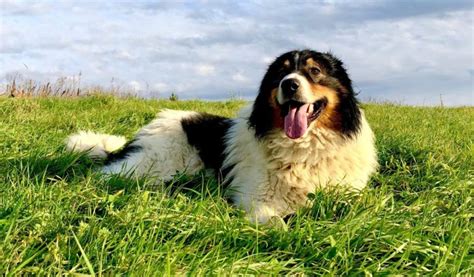 Tornjak Dog Breed Info: Pictures, Characteristics & Facts.